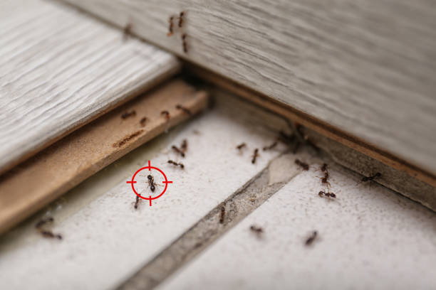 Best Residential Pest Control  in Gleason, TN