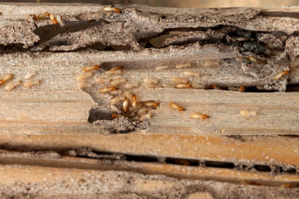 Best Commercial Pest Control Services  in Gleason, TN