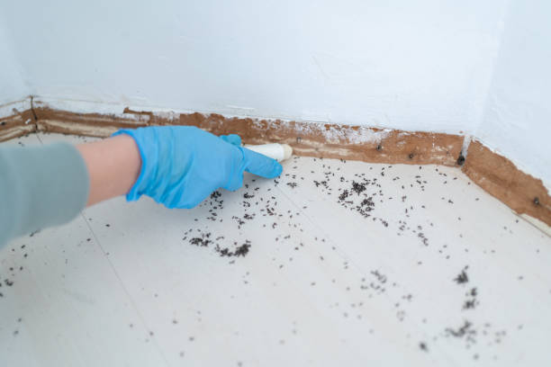 Best Termite Control Services  in Gleason, TN
